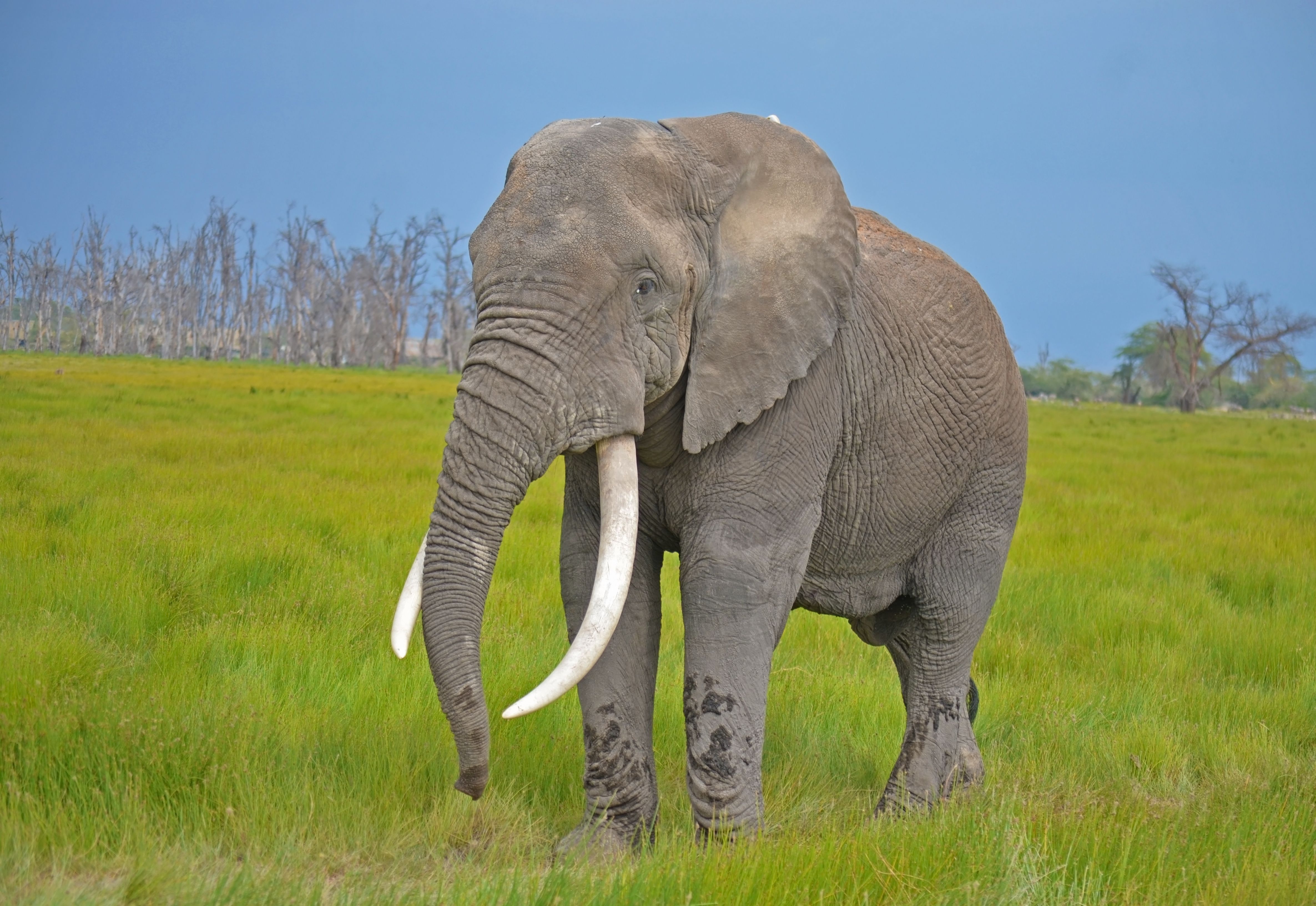 AMBOSELI: LAND OF WHITE DUST